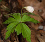 Wood anemone